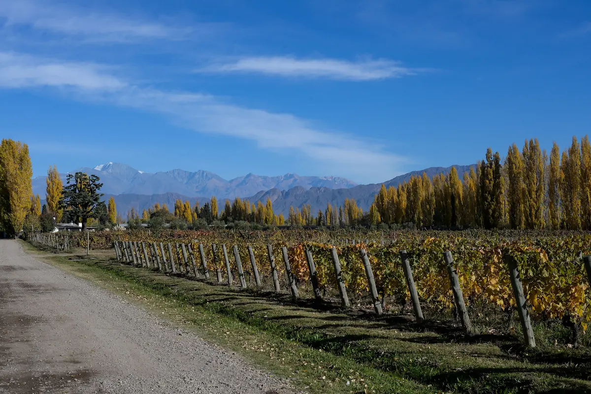 Vinice Malbec se starou révou v Mendoze za podzimního dne, s Andami v dálce